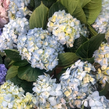 Hydrangea