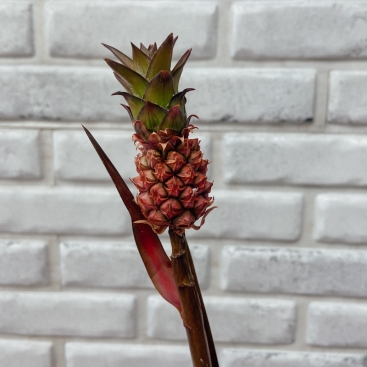 Цветок Ананас декоративный