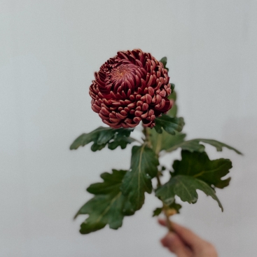 Цветок Хризантема