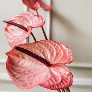 Квітка Антуріум