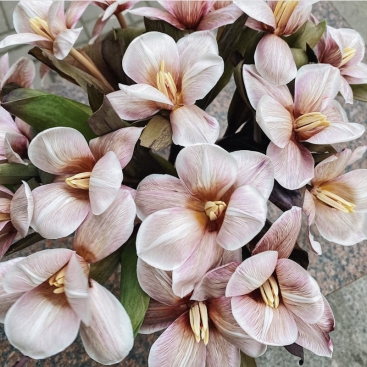 Цветок Тюльпан Брауни