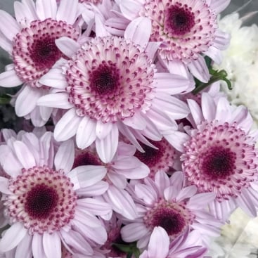 Хризантема