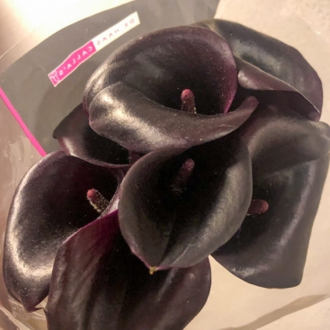 Калла (Зантеденція)