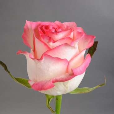 Сорт розы джумилия фото