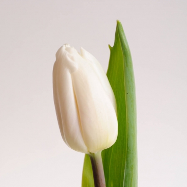 Tulip white