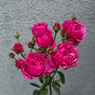 Rich Bubbles spray rose