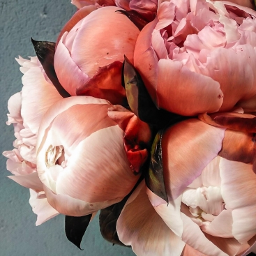 Flower Brownie peony