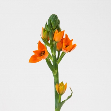 Flower Ornithogalum