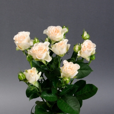 Розы Софи спрей