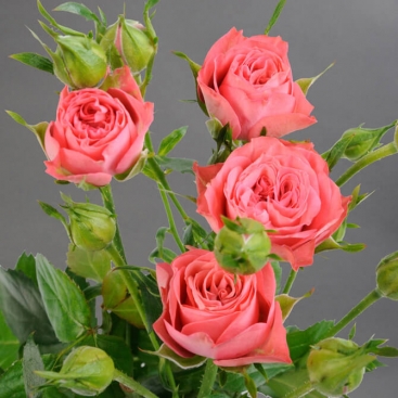 Розы Лаки Йо-Йо (Lucky Yo-Yo)