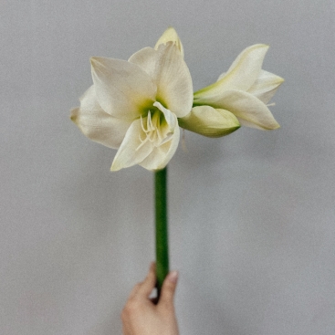 Цветок Амариллис