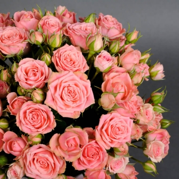 Троянди Пінк Ванесса спрей