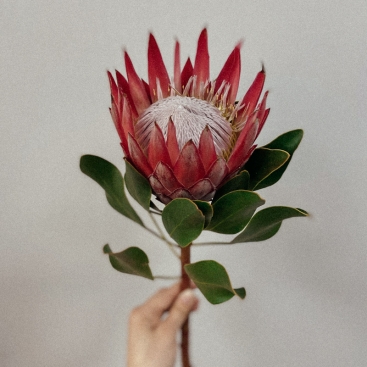 Квітка Протея