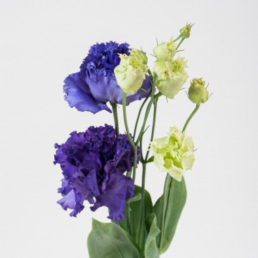 Еустома (Лізіантус)