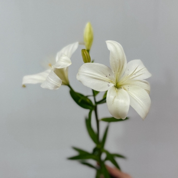 Flower Lily