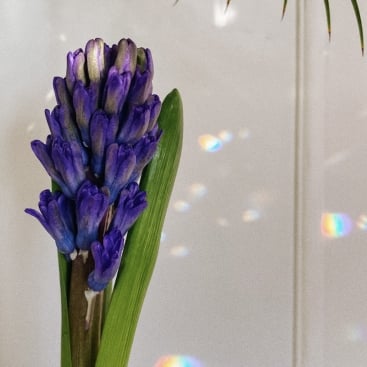 Цветок Гиацинт