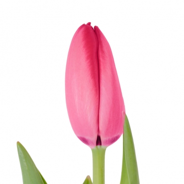 Tulip pink