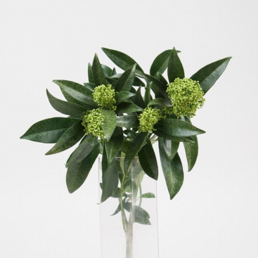 Flower Skimmia 