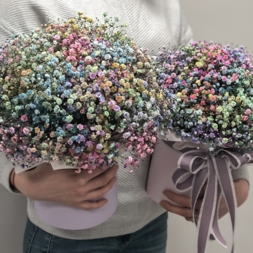 Композиції з гіпсофіли