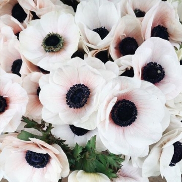 Цветок Анемона