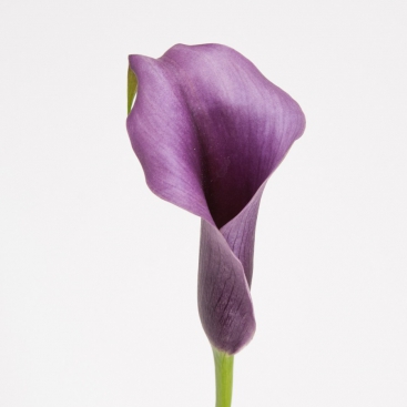 Квітка Калла (Зантеденція)