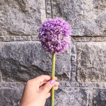 Allium