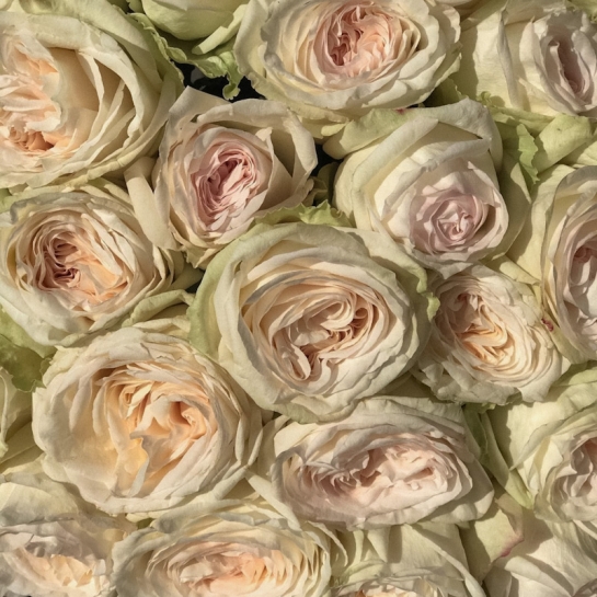 White O'Hara rose