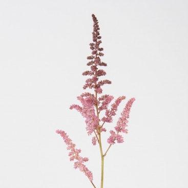 Astilbe