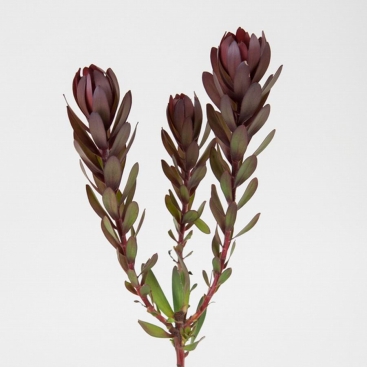 Леукадендрон