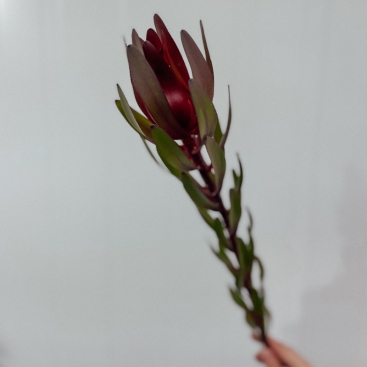 Цветок Леукадендрон