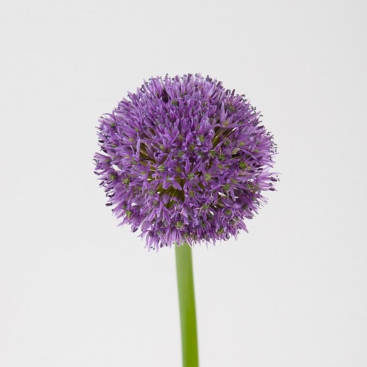Квітка Алліум