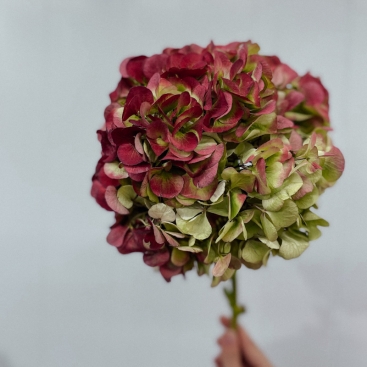 Цветок Гортензия