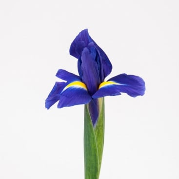 Квітка Ірис 