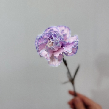 Flower Carnation