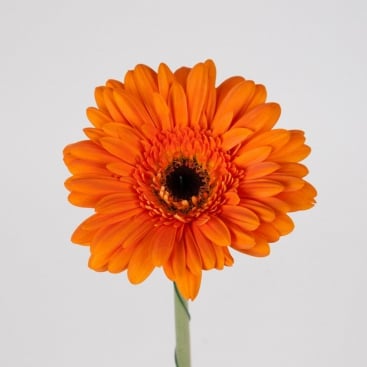 Квітка Гербера