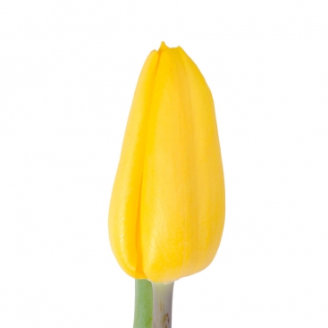 Tulip yellow