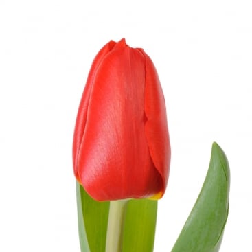 Tulip red
