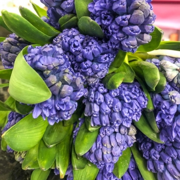 Hyacinthus