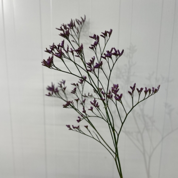 Flower Limonium