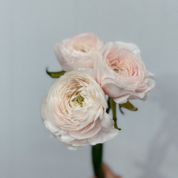 Flower Ranunculus 