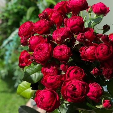 Roses Cherry Trensetter spray