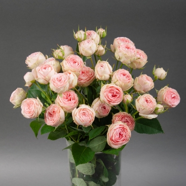 Роза Гранд Кей спрей 